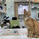 오블리 동물병원 이미지