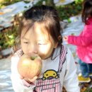 샘말농장 | 경기도 가평 가을 여행 ; 사과따기 체험 (2018.10.24)