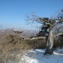 유일사