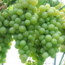 이안농장 이미지