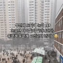 어제자 폭설로 난리난 부산 아이들 이미지