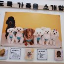 뽀도독 애견 카페 이미지