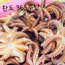 완도수산365 이미지