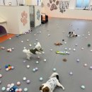 호야별 애견유치원 이미지