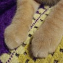 고양이발 이미지