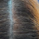 대신모토피아 이미지