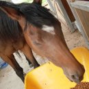 이레농장 이미지