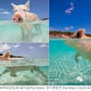 섬돼지
