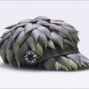 현대야채 이미지