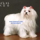 호선농장 | 인천 불온면 강아지분양 호선농장 가격 위치