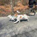 안녕 똑독아 | 천안대형견호텔 청주세종대전충남 멀리서도 오시는 강아지유치원! 안녕,똑독아!