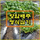 9월 4일 항금배추모종 심기 이미지