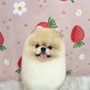 제로네 펫쌀롱 이미지