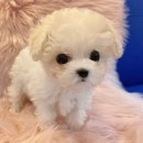 내품안의반려견광명점 이미지