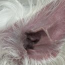 신동물병원 이미지