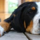 강아지발바닥 이미지