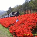 압록유원지 이미지