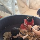 와랑와랑 | 배곧 키즈카페 대관 와랑와랑 추천/내돈내산 두돌아기 방문 후기