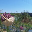 현산면 효열부 나주임씨정려 이미지