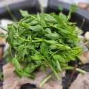 박소현미나리 이미지