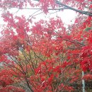 덕산 흑염소 농장 이미지