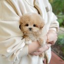 고흥미소동물병원 | 고흥애견샵 미유펫 상담의 투명성