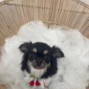 베리펫살롱 이미지