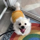 꽃보다예쁘개 이미지