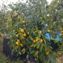 부유농장 이미지