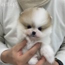 러브미독 | 인천 만수동 강아지분양 러브미독 가격 위치