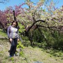 마눌님과 중앙공원(보수산?) 겹벚꽃 꽃길을 걸었어요 이미지