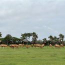 동굴목장 이미지