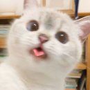 묵이네 냥이 이미지