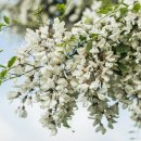 아카시아 이미지