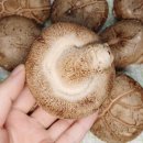 송가네농장 | 표고버섯 송가네버섯마을 생표고버섯요리