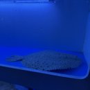 충남회집 | [충남 청양] 충남청양맛집 활어회전문 비봉횟집 솔직후기