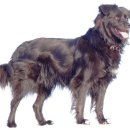 보라애견 이미지