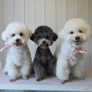 들안길애견펜션 | [ 내돈 내산 ] 구례 들안길 사람이 묵는 강아지 호텔 🐶🏠✨️