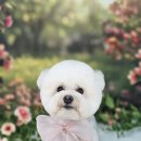 트루디DOG애견미용실 | 대구 시지애견미용실 멍보드레 비숑미용 귀툭튀컷