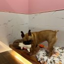 벨라몽 애견호텔 이미지