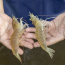 ★비브리오패혈증 환자 급증 “어패류 반드시 익혀 먹어야” 이미지