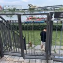 현대애견사료 이미지