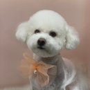 그루밍아지 이미지