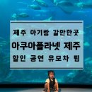 곳] 비 오는 날 실내 코스, 돌아기 태백이와 '아쿠아플래닛 제주' 솔직 후기 (할인/공연시간/꿀팁 총정리)