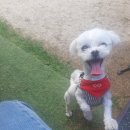 꼬리살랑 이미지