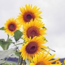 해바라기둘 이미지