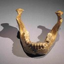 Homo erectus - 직립인간, 인류의 조상으로서의 역사적 인종개념 이미지