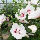 무궁화공원 농구장 이미지