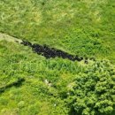 하늘먹은흑염소농장 이미지