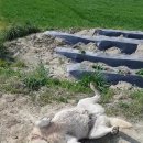 #레오네 이미지